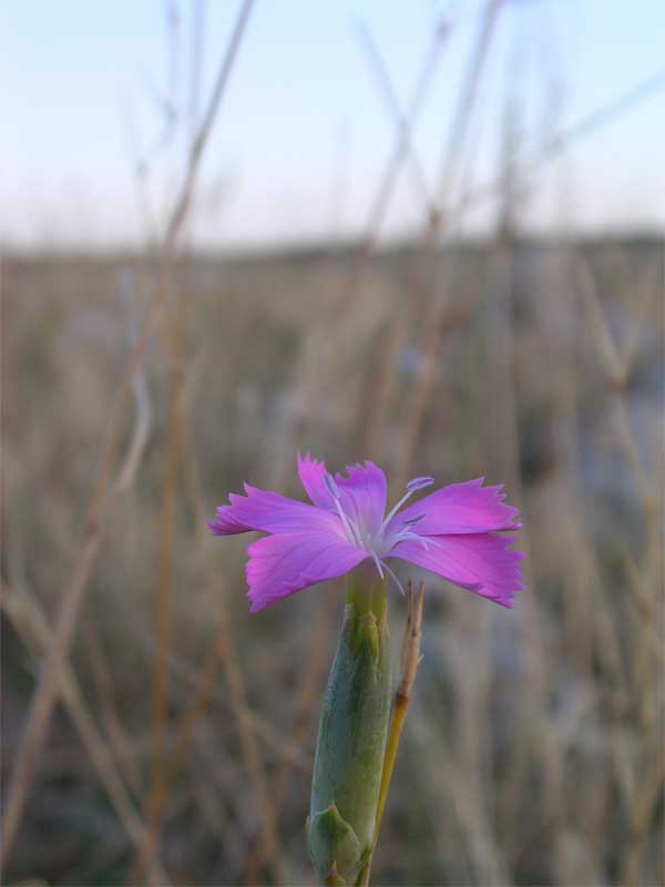 Famiglia CARYOPHYLLACEAE